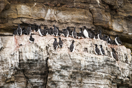 Nesting colony of guillemots birds on the cliff, Svalbard, Norwa