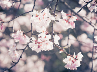Cherry blossoms
