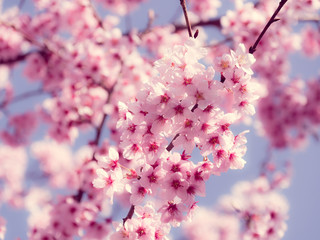 Cherry blossoms