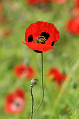 Obraz premium 赤い花