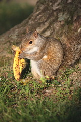 squirrel with banana peel