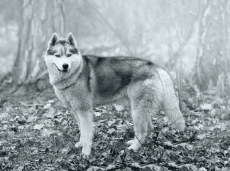 Siberian husky