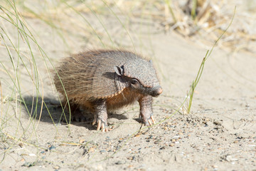 Sud America armadillo close up portrait