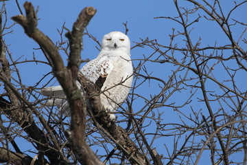 snowy owl