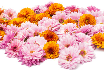 background chrysanthemum