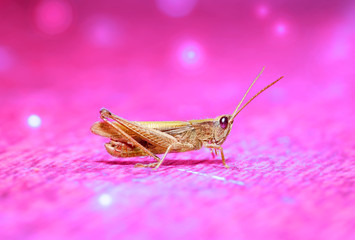 Portrait of a grasshopper in shades purple