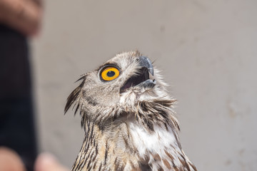 Eurasian Eagle-Owl with open beak, Bubo bubo