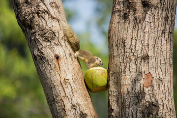 Squirrel is eating coconut.
