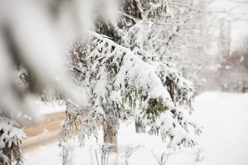 Winter snowy day in park