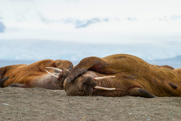 Walruses lying on the shore in Svalbard, Norway