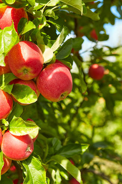 Red apples on apple tree branch