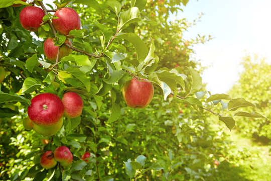 Red apples on apple tree branch