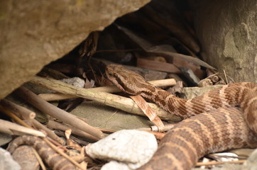 Copperhead snake