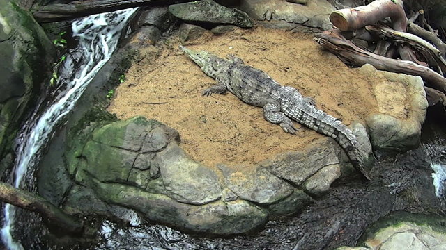 Freshwater crocodile sunning itself by a quickly running stream.