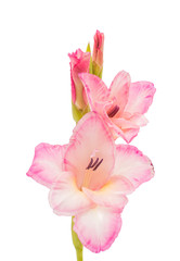 Fototapeta na wymiar gladiolus isolated