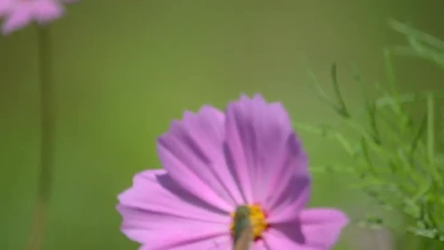 コスモスの蜜を吸う蝶
