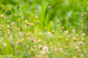 Grass Flowers