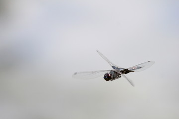 Fototapeta na wymiar dragonfly flight 3/4