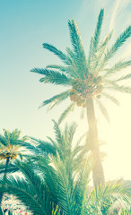 Naklejka premium Palmen & Strand, Mallorca - vintage