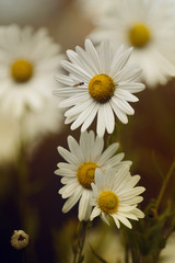 Daisies/ Some beautiful daisies on a beautiful autumn sunset warm day.