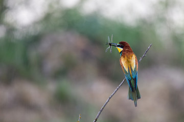 European Bee-Eater came with prey during rainfall