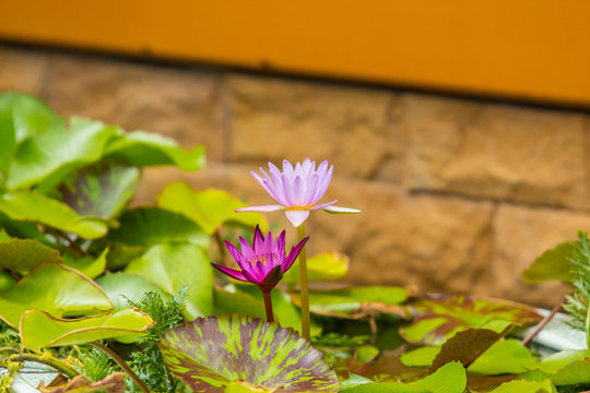 Fototapeta Beautiful lotus is blooming in big vase.