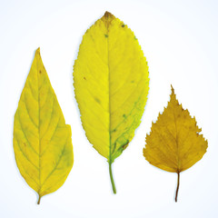 three yellow autumn leaves on a white background, vector mesh