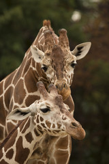 Portrait of two Reticulated Giraffe, Giraffa camelopardalis reticulata,