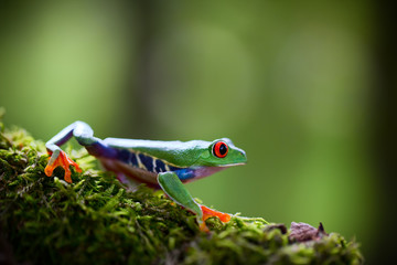 red eyed tree frog Costa Rica