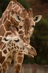 Portrait of two Reticulated Giraffe, Giraffa camelopardalis reticulata,