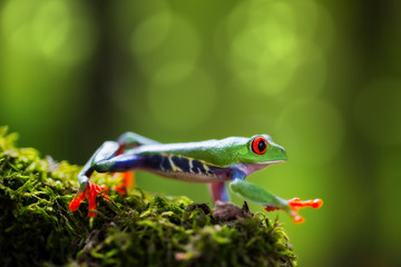 red eyed tree frog Costa Rica