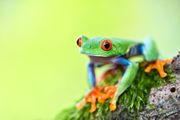 red eyed tree frog Costa Rica