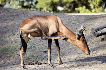 the last living Red hartebeest, Alcelaphus buselaphus camma, the European Zoo - Zoo Wroclaw, Poland