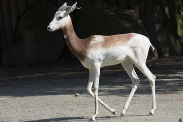 Dama Gazelle rare, Gazella dama dama