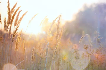 Deurstickers Kunst herfst zonnige natuur achtergrond © Konstiantyn