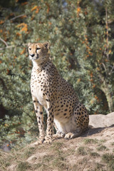 Cheetah, Acinonyx jubatus, watching nearby