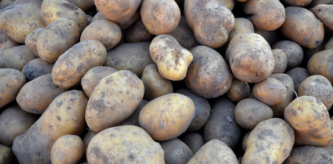 organic potato on a farmer market for sale