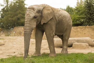 Naklejka premium adult African elephant, Loxodonta africana