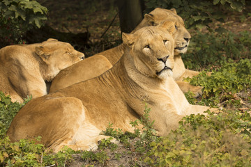 group Lion, Panthera leo