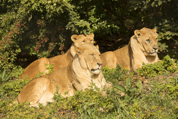 group Lion, Panthera leo