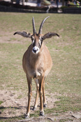 Naklejka na ściany i meble Roan antelope, Hippotragus equinus, with big ears
