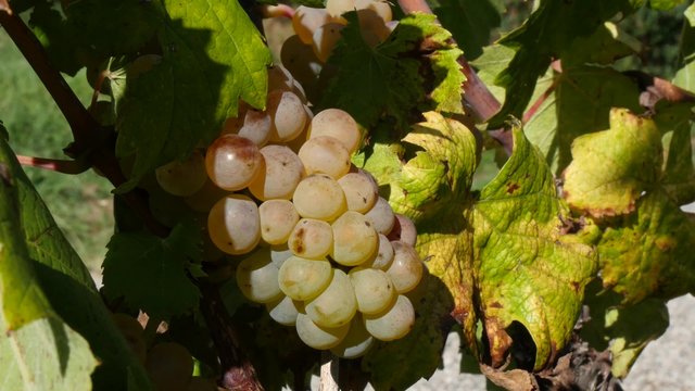 close up of white grapes 
