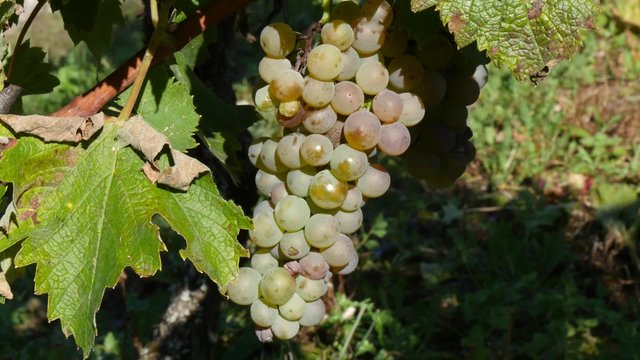 close up of white grapes 
