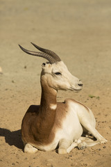 Dama Gazelle rare, Gazella dama dama