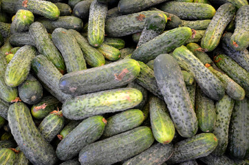 organic cucumber ready for sale in a market