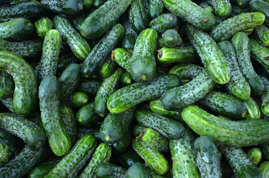 organic cucumber ready for sale in a market