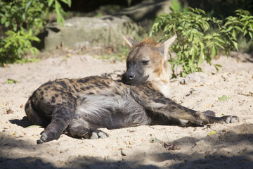 lying Spotted Hyaena, Crocuta crocuta