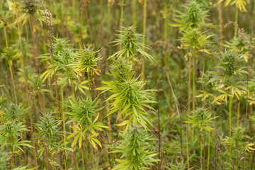 Field of Cannabis plants