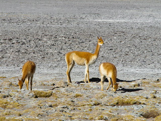 Herd of vicunas