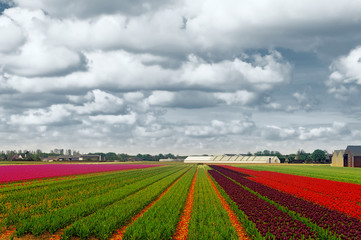 Fototapeta na wymiar Fields of Tulips